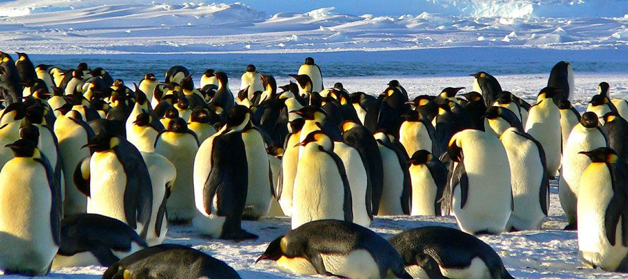 Was ist eine Pinguin-Branche?