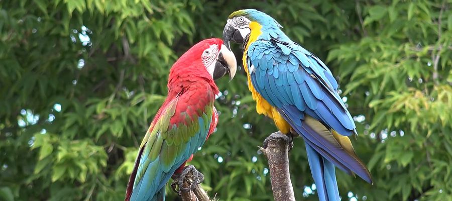 Werden Sie zum Papagei! Vom Pinguin zum bunten Hund (Teil 2)